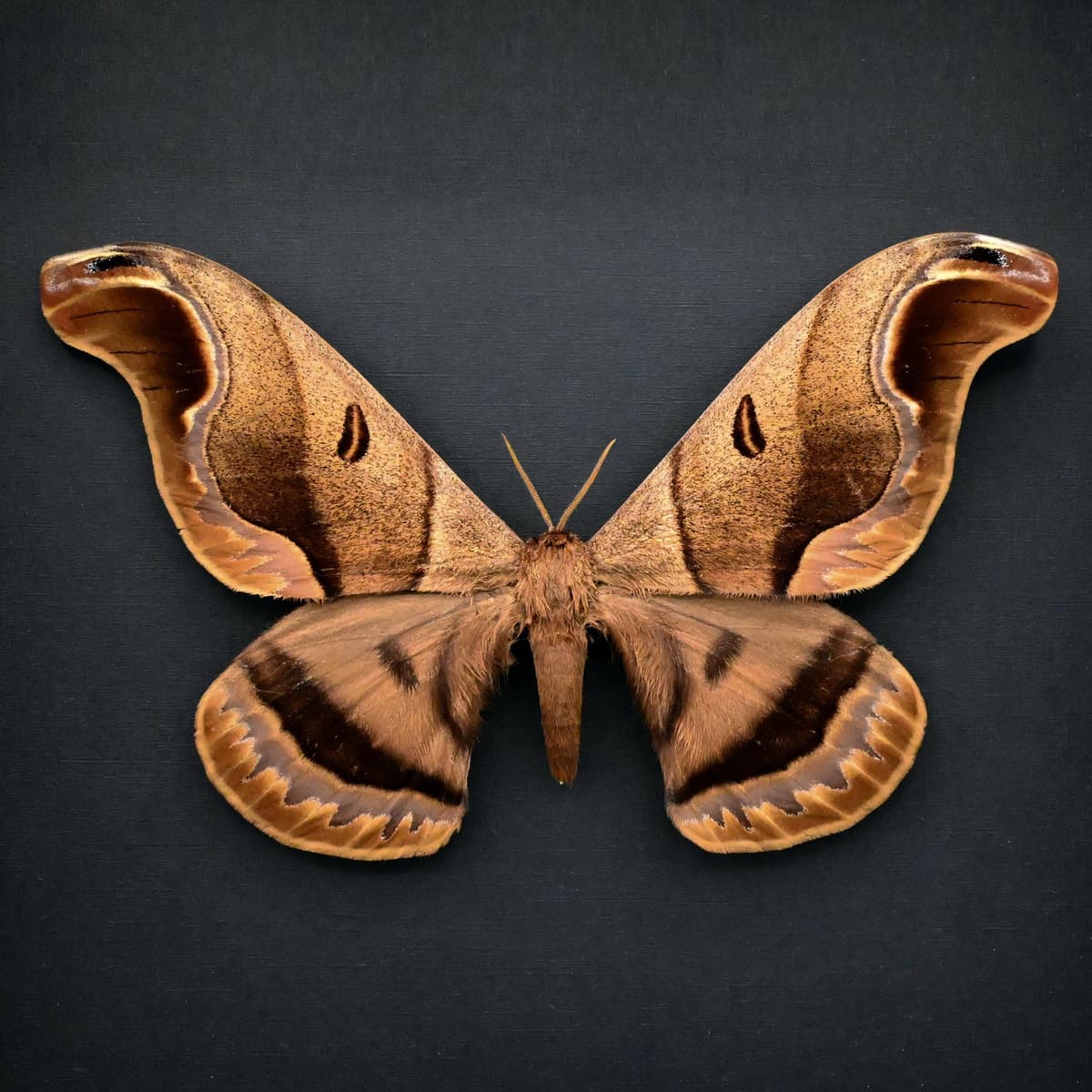 Rare Giant Saturn moth framed taxidermy - Caio romulus - XL specimen