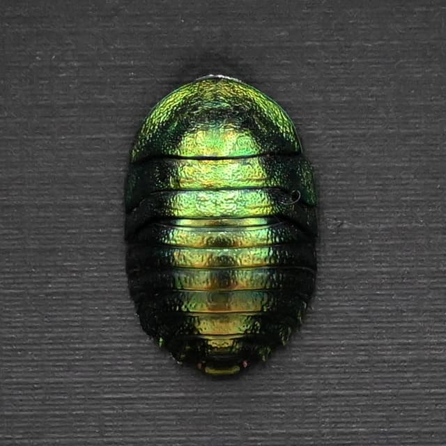 Rare metallic green Cockroach framed taxidermy - Pseudoglomeris magnifica