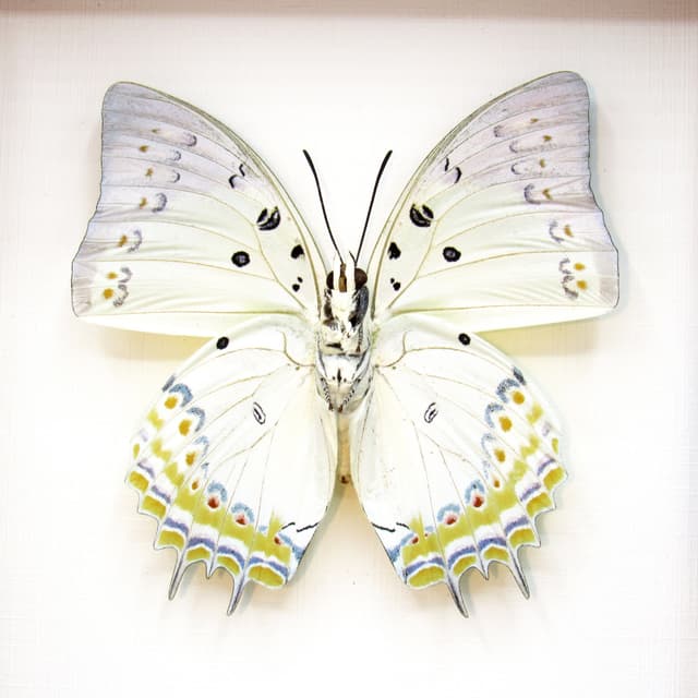 Real Jewel Nawab butterfly framed taxidermy - Polyura delphis concha