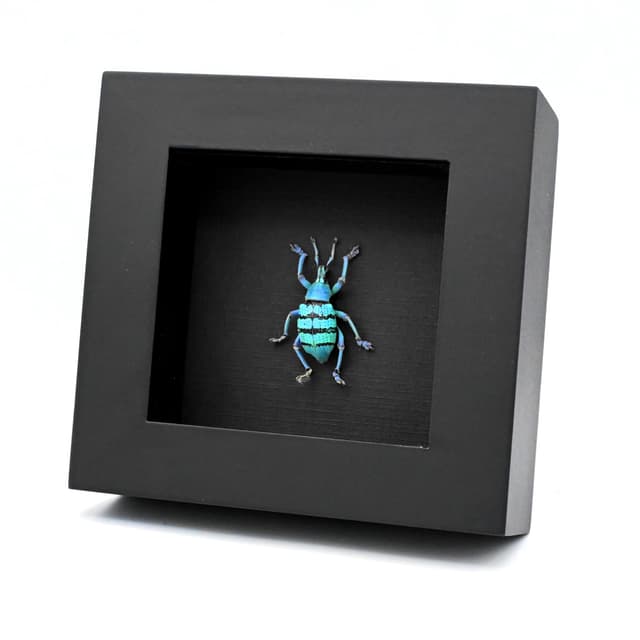 Real blue weevil framed taxidermy - Eupholus geoffroyi - special form - extra glitter