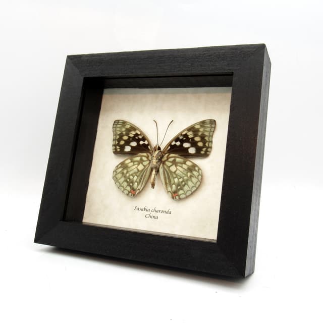 Real Japanese Emperor butterfly framed taxidermy - Sasakia charonda