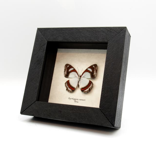 Real pale mint green butterfly framed taxidermy - Pyrrhogyra crameri
