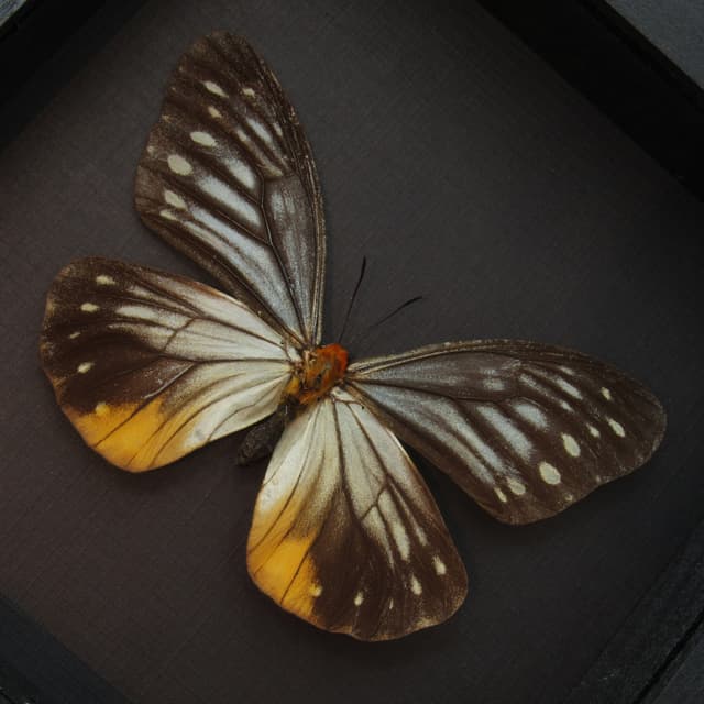 Real Freak butterfly framed taxidermy - Calinaga buddha