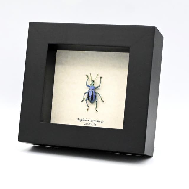 Rare Weevil beetle framed taxidermy - Eupholus marilaurea