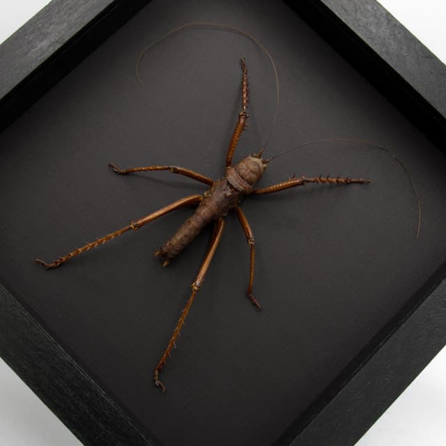 Real Giant Lobster Cricket framed taxidermy - Panoploscelis Specularis