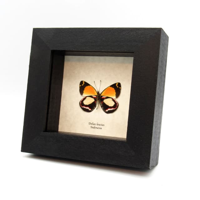Real yellow Delias butterfly framed taxidermy - Delias leucias