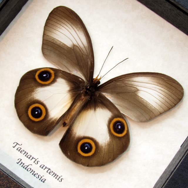 Real Owl butterfly framed taxidermy - Taenaris artemis - dark form
