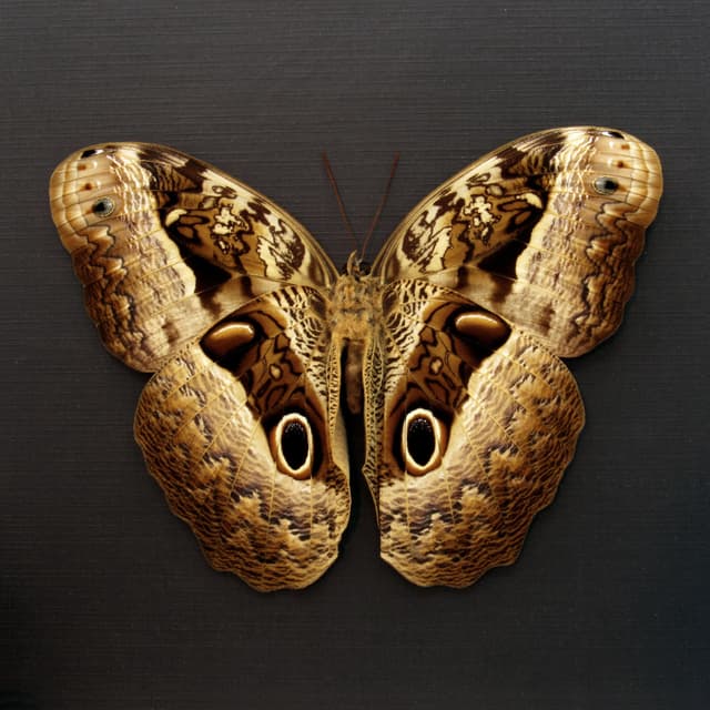 Real GIANT Owl Butterfly framed taxidermy - Caligo beltrao - 5.85 inch wingspan