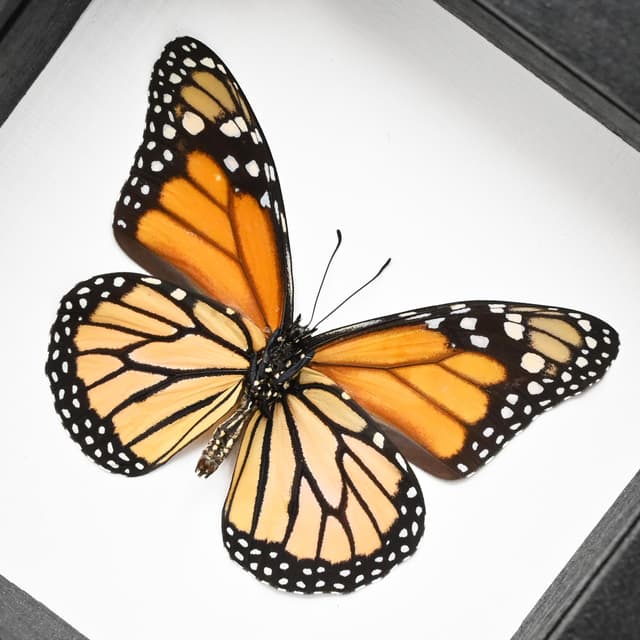 Real Monarch framed taxidermy butterfly - Danaus plexippus