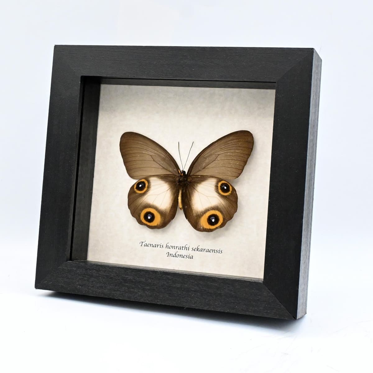Real Owl butterfly framed taxidermy - Taenaris honrathi sekaraensis - female