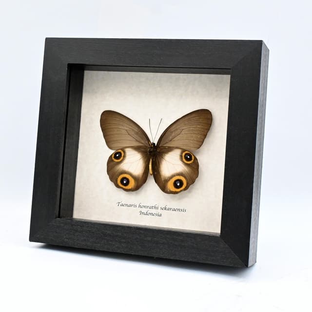 Real Owl butterfly framed taxidermy - Taenaris honrathi sekaraensis - female