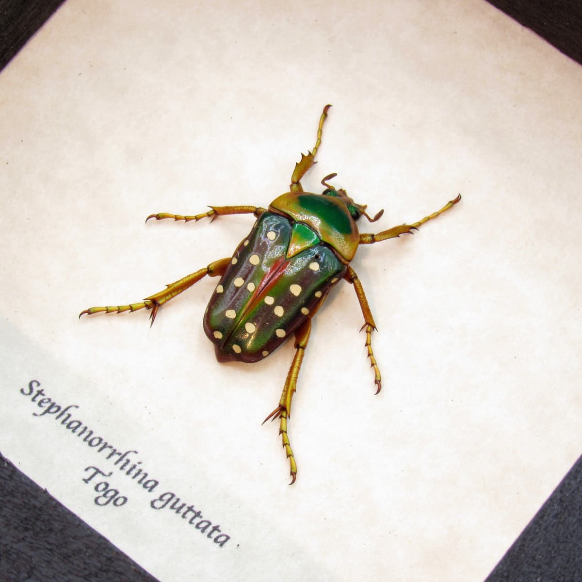 Real purple Polka Dot Scarab Beetle framed taxidermy - Stephanorrhina guttata
