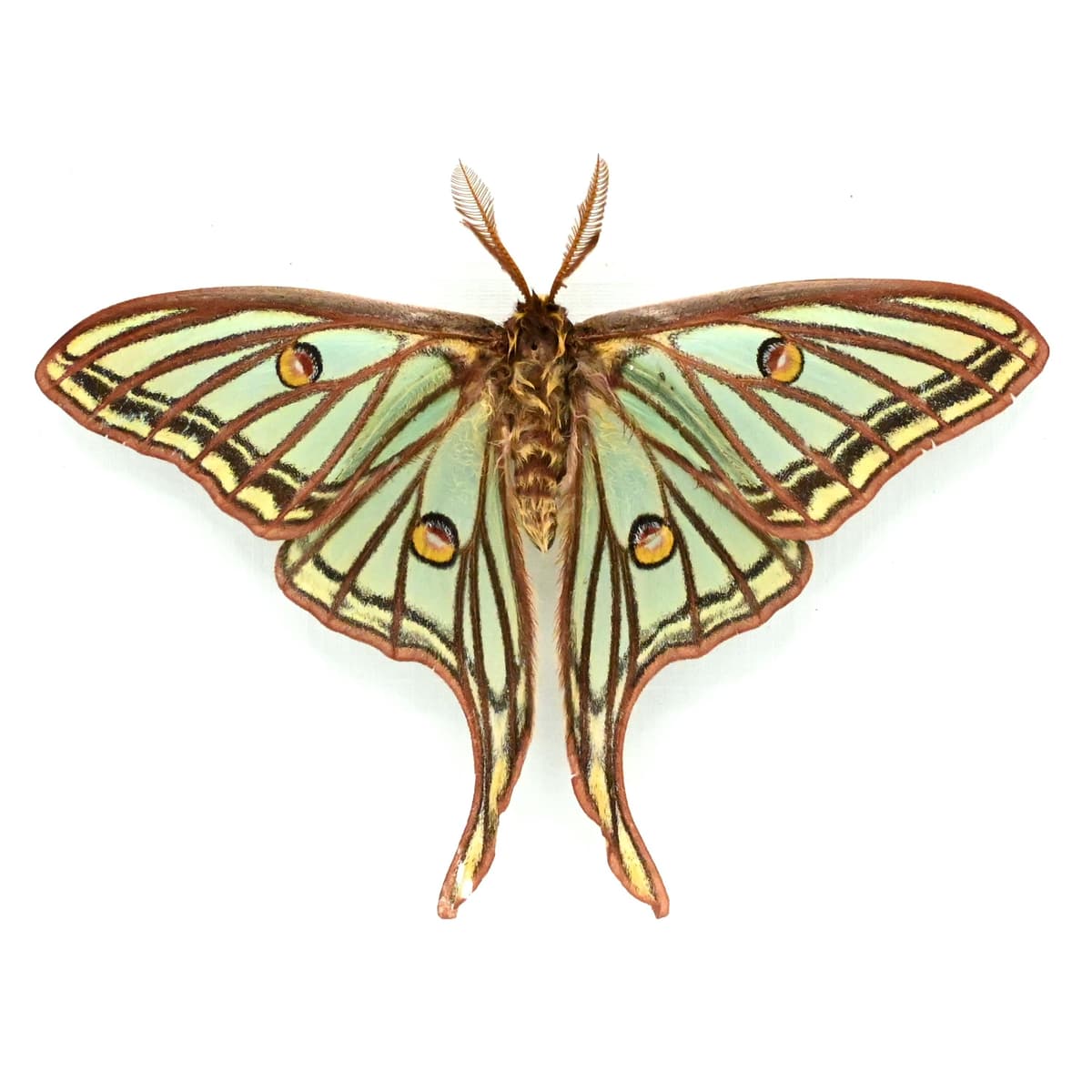 Rare Spanish Moon moth framed - Graellsia isabellae - Victorian mount