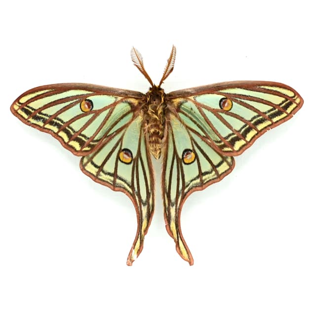 Rare Spanish Moon moth framed - Graellsia isabellae - Victorian mount