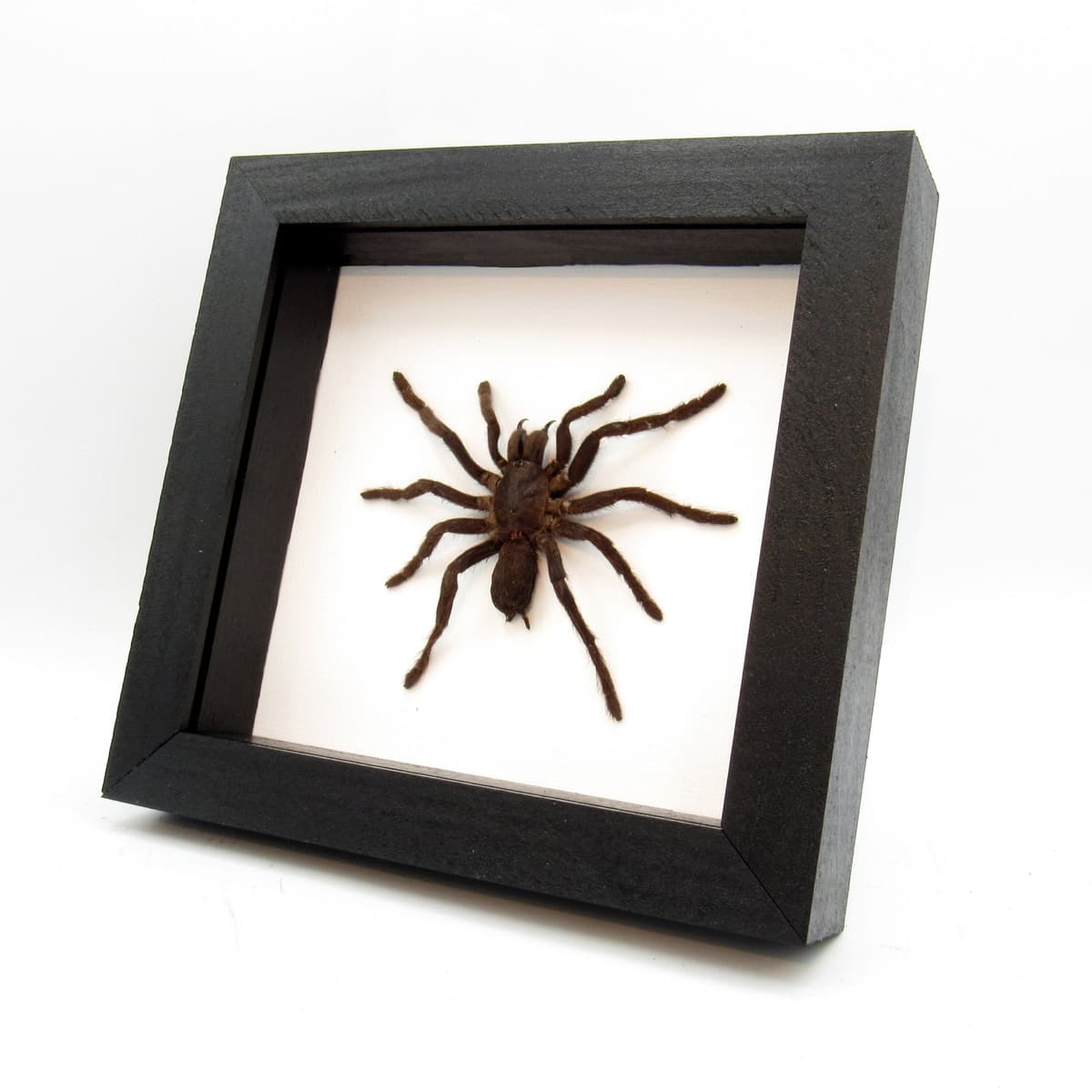 Real Java Yellow Kneed Tarantula spider framed taxidermy - Selenocosmia javanensis dolichoplectra