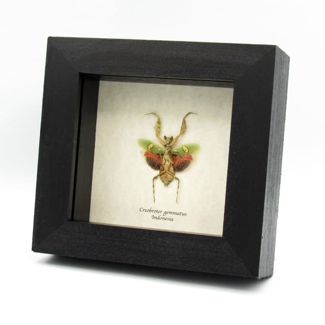 Real Indian Flower Mantis framed taxidermy - Creobroter gemmatus - female