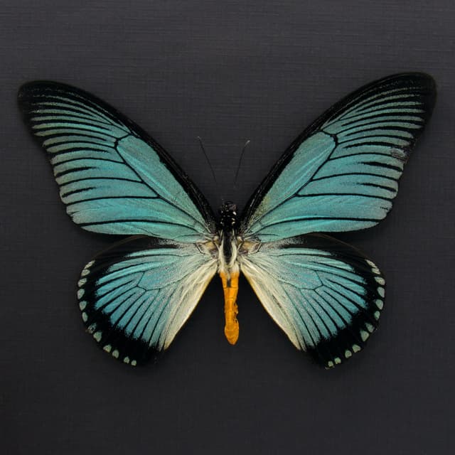 Real XL Giant Blue Swallowtail butterfly framed taxidermy - Papilio zalmoxis