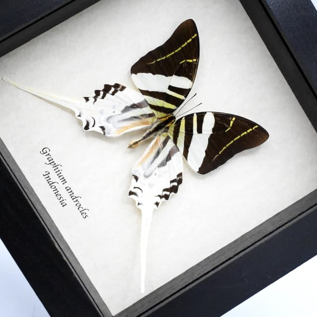 Real Giant Swordtail butterfly framed taxidermy - Graphium androcles