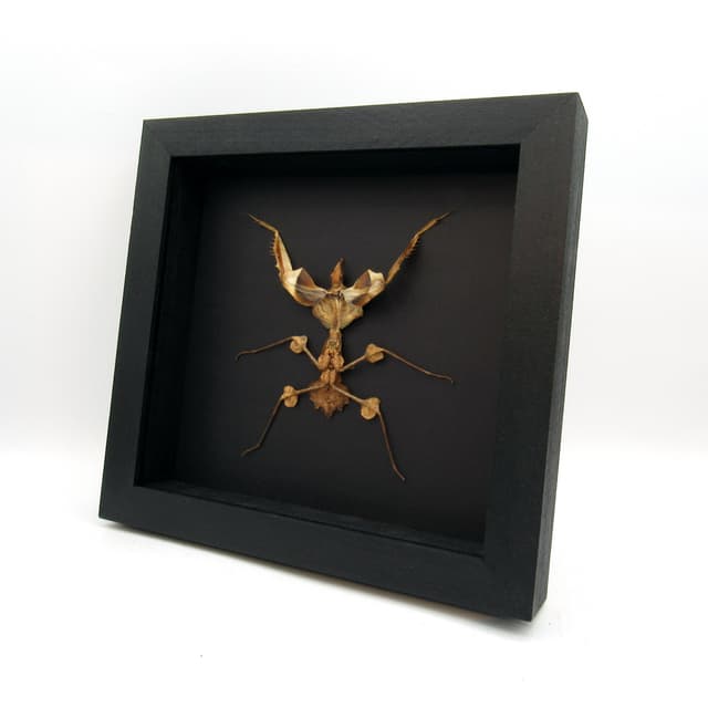 Real Devils Flower Mantis framed taxidermy - Idolomantis diabolica - large nymph
