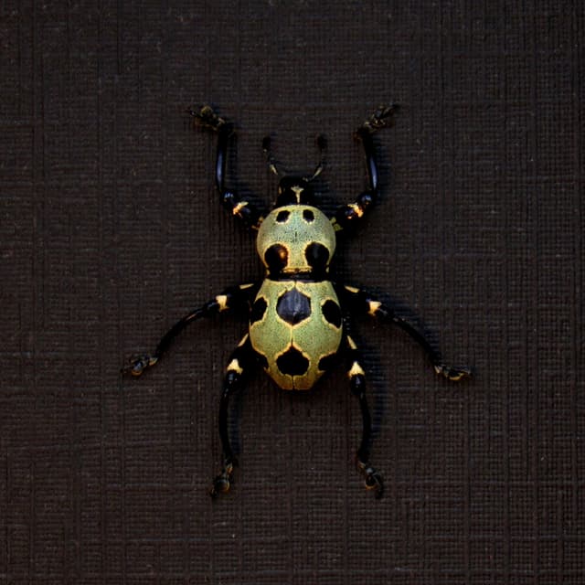 WEEVIL MANIA - Real gold beetle framed taxidermy - Pachyrhynchus orbifer - rare color form
