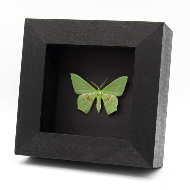 Real green Geometer moth framed taxidermy - Aporandria specularia