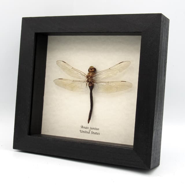Real Green Darner dragonfly framed taxidermy - Anax junius - large female