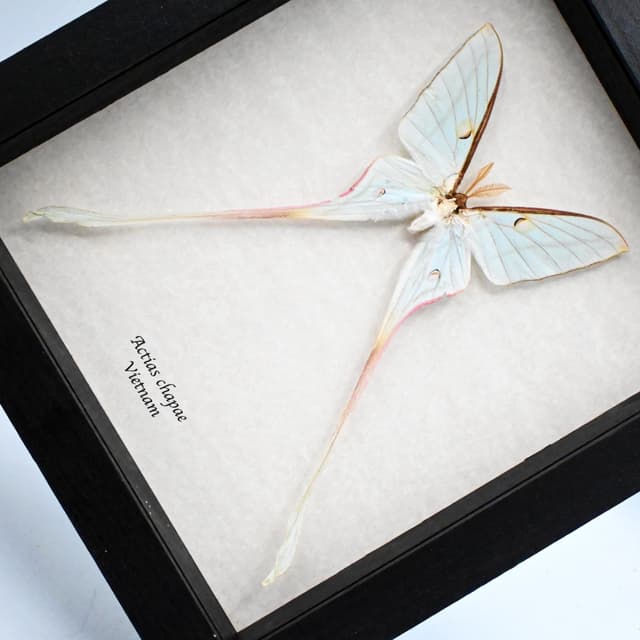 Rare XL Celestial Moon Moth framed taxidermy - Actias chapae - minor damage/repair