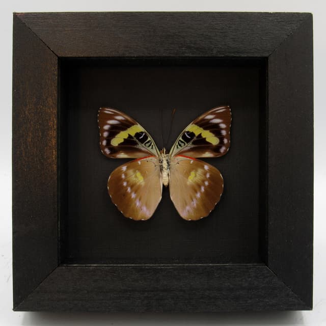 Rare butterfly framed taxidermy - Euthaliopsis aetion philomena - large female