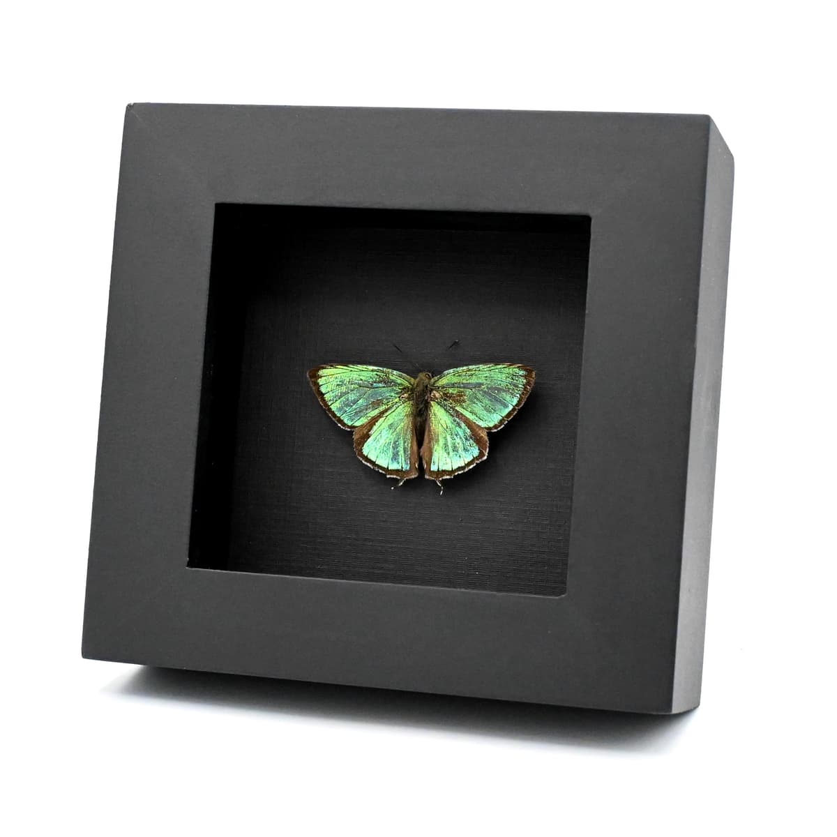 Rare iridescent green Hairstreak butterfly framed taxidermy - Favonius cognatus - Victorian mount