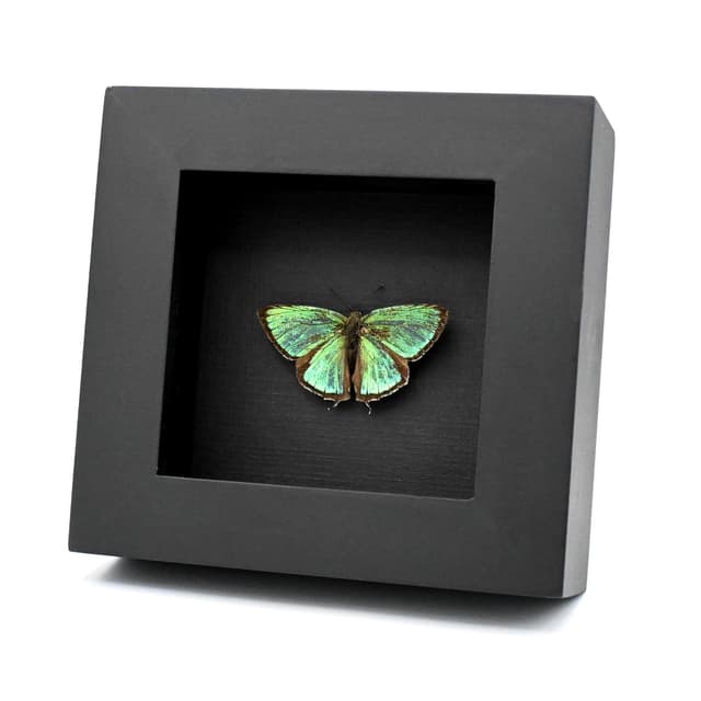 Rare iridescent green Hairstreak butterfly framed taxidermy - Favonius cognatus - Victorian mount