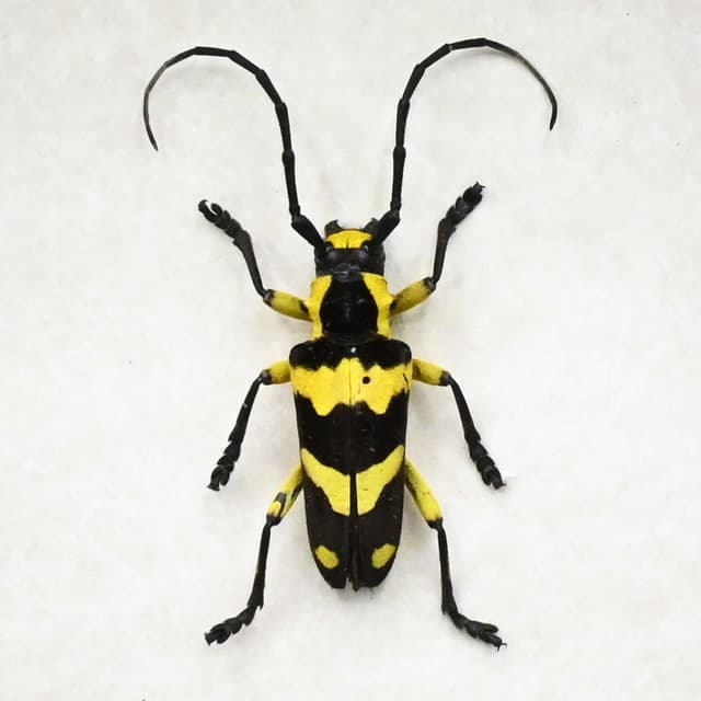 Rare yellow Longhorn beetle framed taxidermy - Thermistis taiwanensis