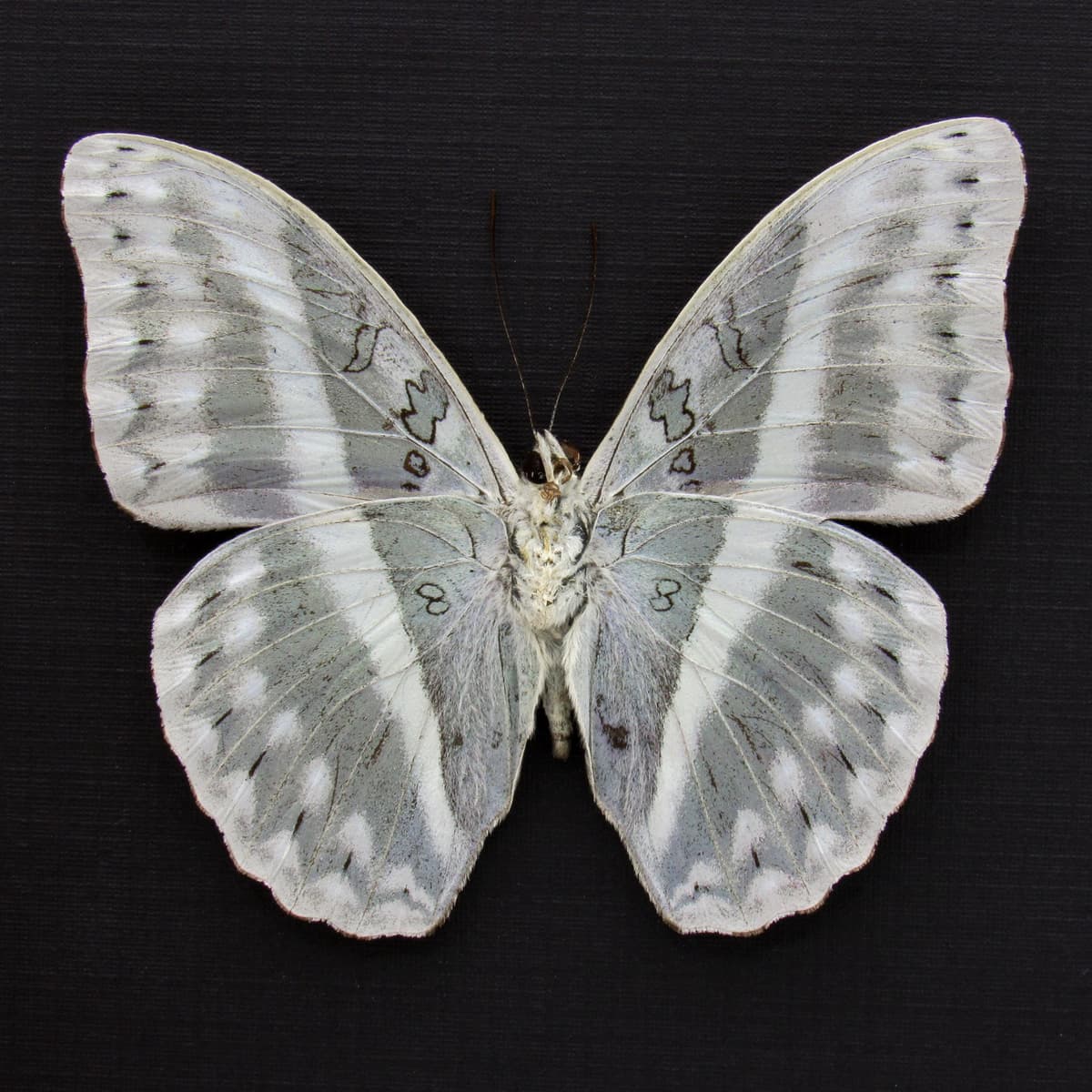 Rare Striped Glider butterfly framed taxidermy - Cymothoe oemilius