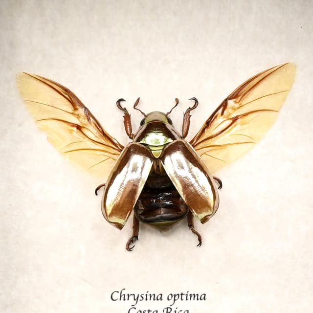 Rare silver Jewel beetle framed taxidermy - Chrysina optima