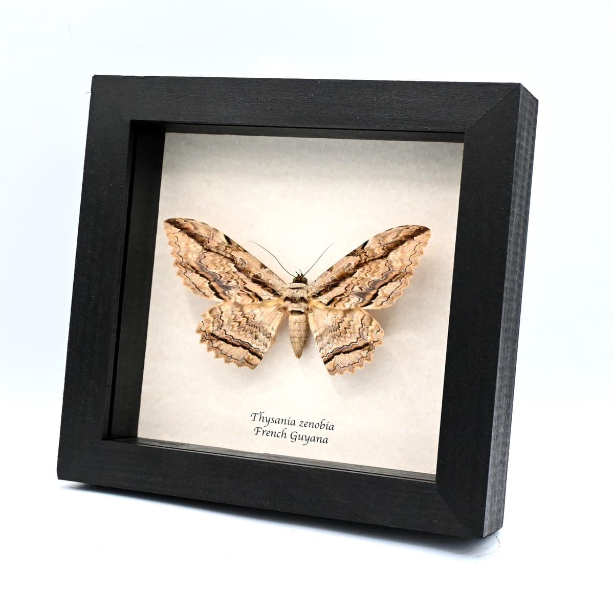 Real Giant Noctuid moth framed taxidermy - Thysania zenobia