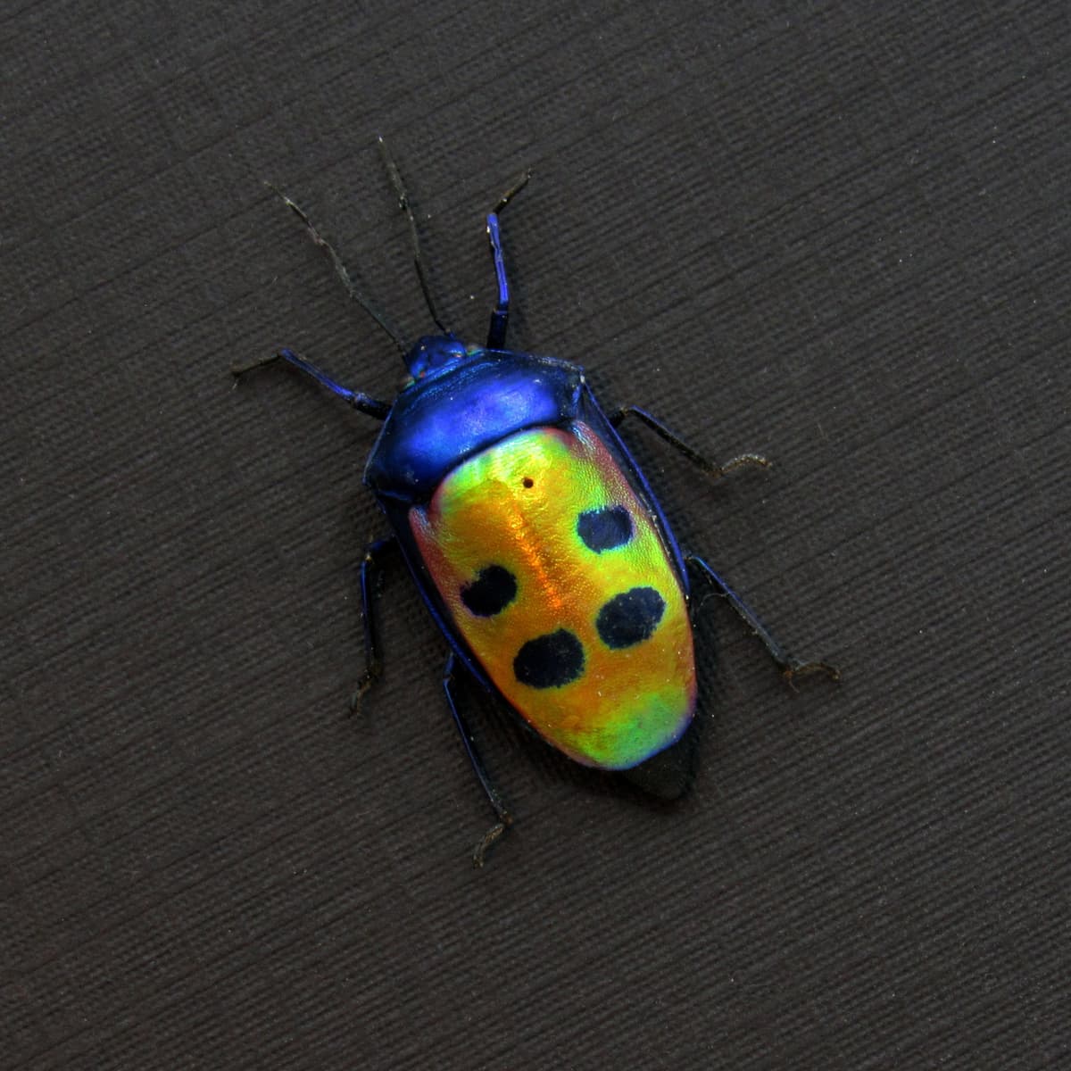 Real metallic Mangrove Jewel Bug framed taxidermy - Calliphara caesar