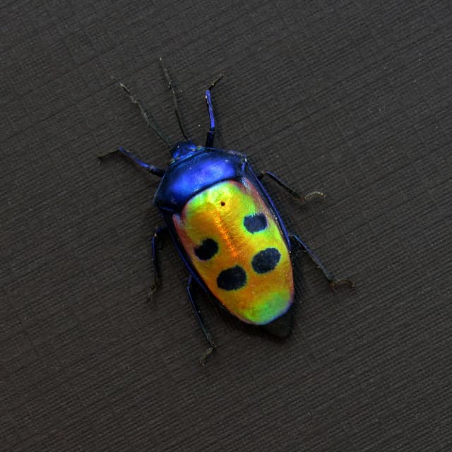 Real metallic Mangrove Jewel Bug framed taxidermy - Calliphara caesar