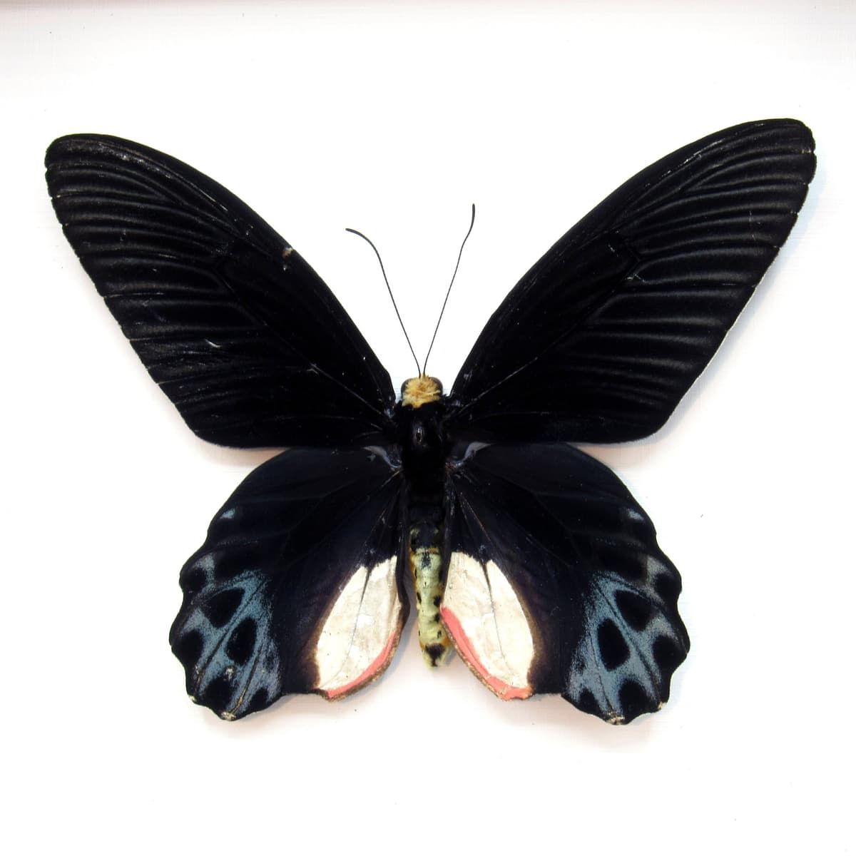 Rare Giant Swallowtail butterfly framed taxidermy - Atrophaneura sycorax egertoni