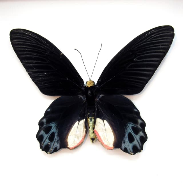 Rare Giant Swallowtail butterfly framed taxidermy - Atrophaneura sycorax egertoni