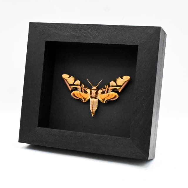 Rare Lavender Sphinx moth framed taxidermy - Batocnema coquerelii