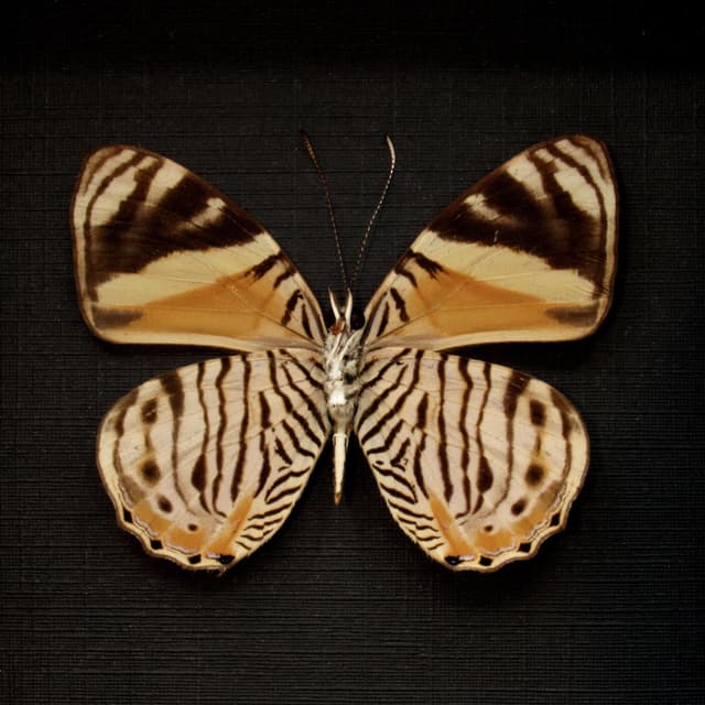 Real Tiger Beauty butterfly framed taxidermy - Tigridia acesta columbina