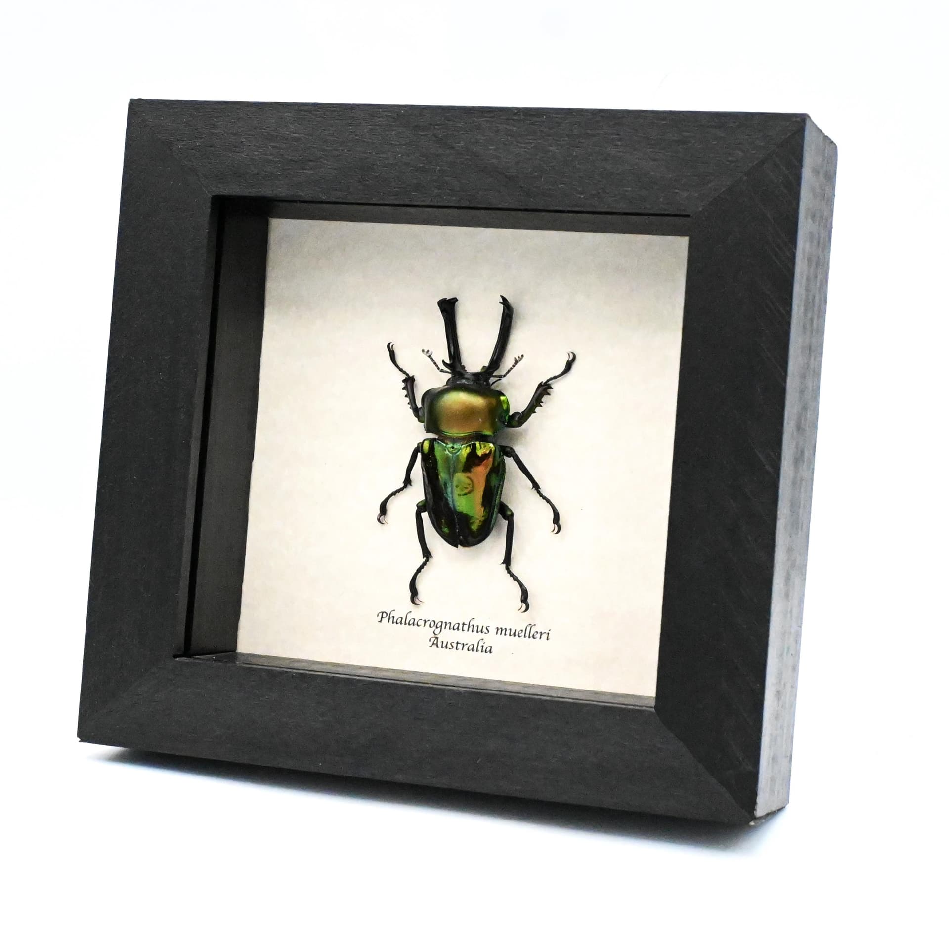 Rare large Rainbow Stag beetle framed taxidermy - Phalacrognathus muelleri - 2
