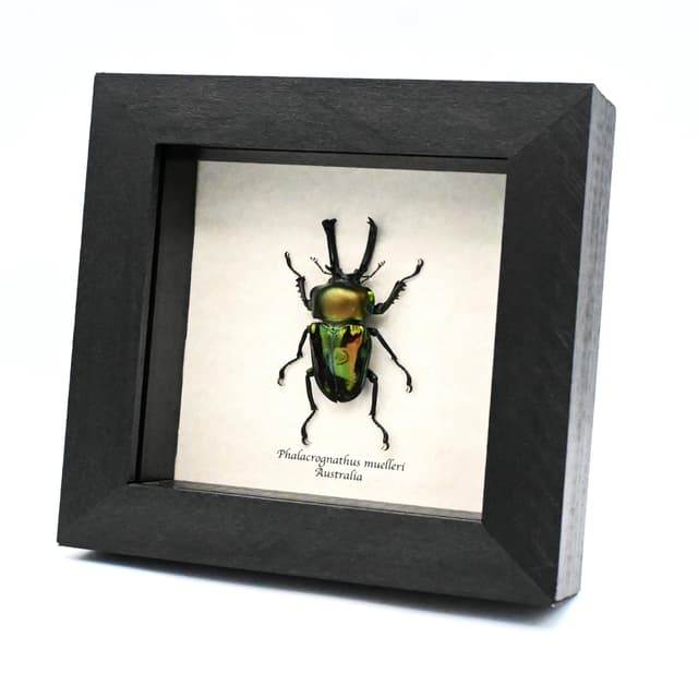 Rare large Rainbow Stag beetle framed taxidermy - Phalacrognathus muelleri - 2