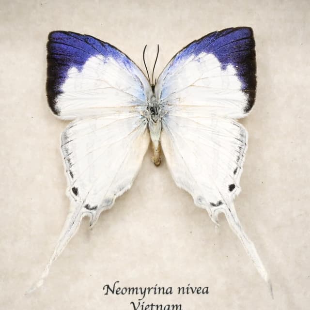 Real large Purple Tip hairstreak butterfly framed taxidermy - Neomyrina nivea