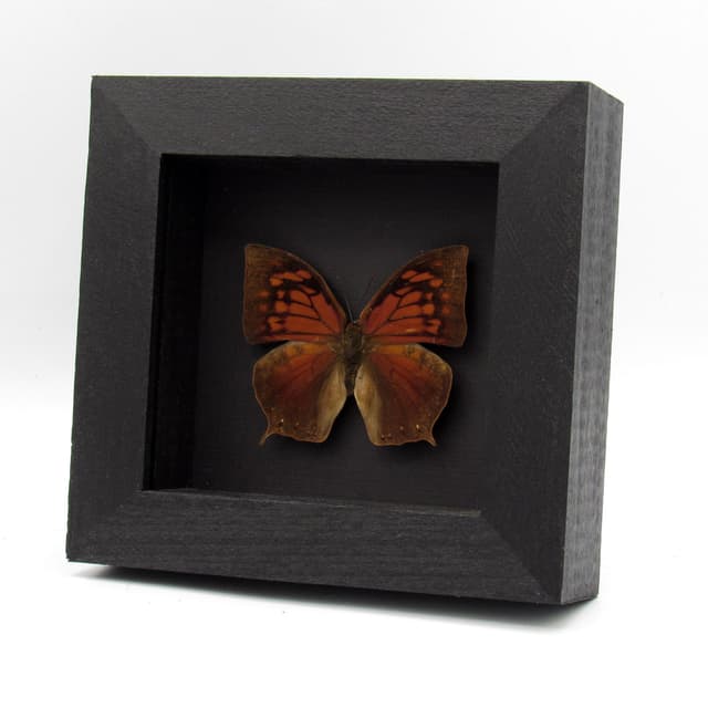 Rare Noble Wing butterfly framed taxidermy - Anaea nobilis