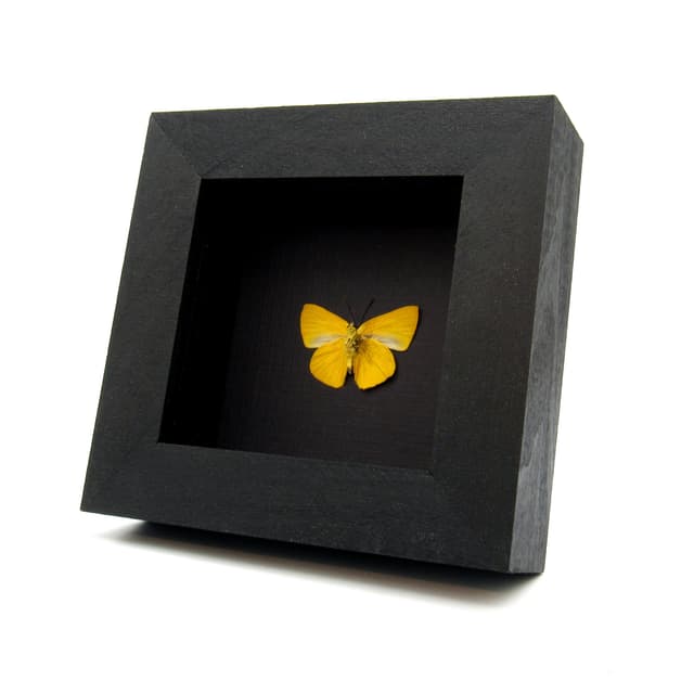 Real yellow Metalmark butterfly framed taxidermy - Theope excelsa - Victorian mount