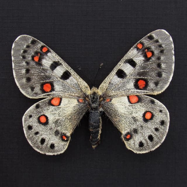 Real Snow Apollo butterfly framed taxidermy - Parnassius apollonius alpinus - large female