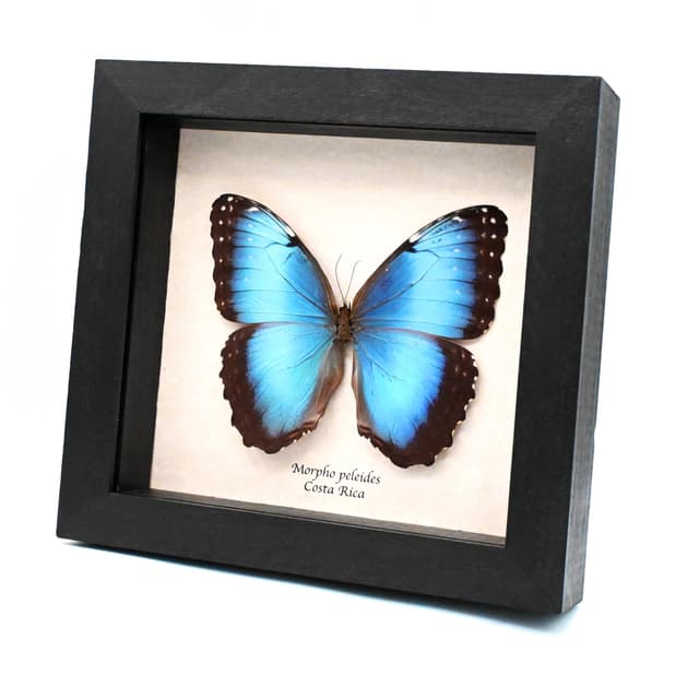 Real metallic blue Morpho butterfly framed taxidermy - Morpho peleides - female