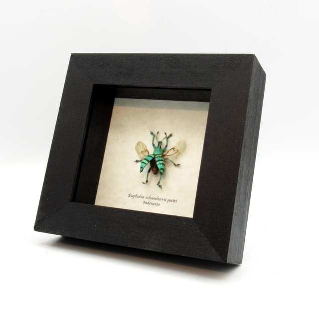 Real Weevil beetle framed taxidermy - Eupholus shoenherri petiti