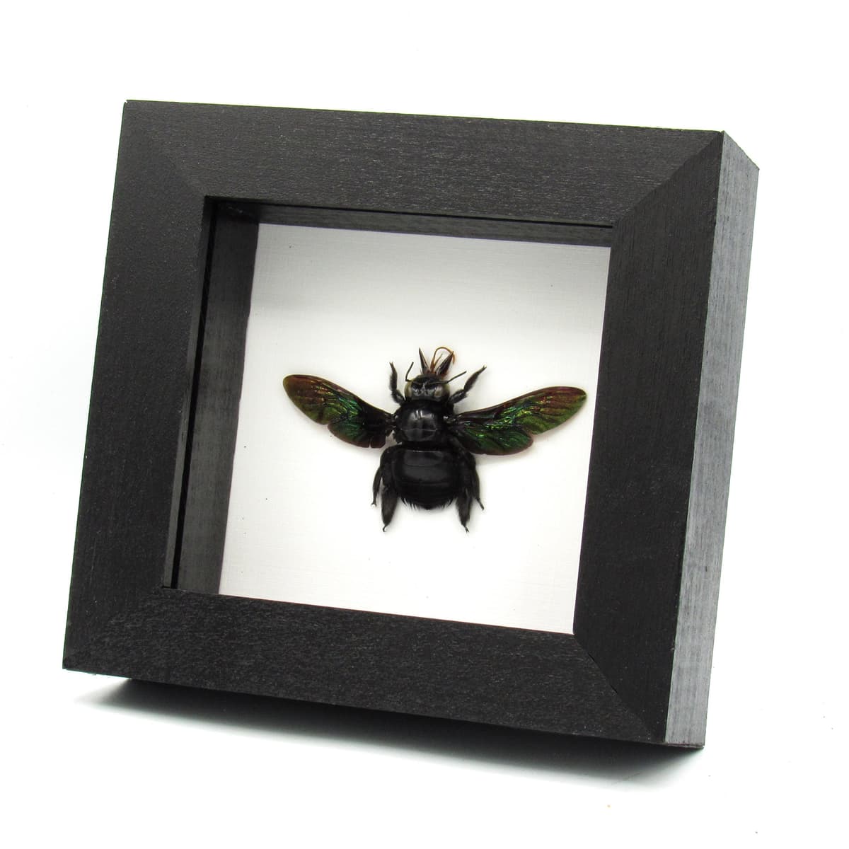 Real Giant Carpenter Bee framed taxidermy - Xylocopa latipes - female