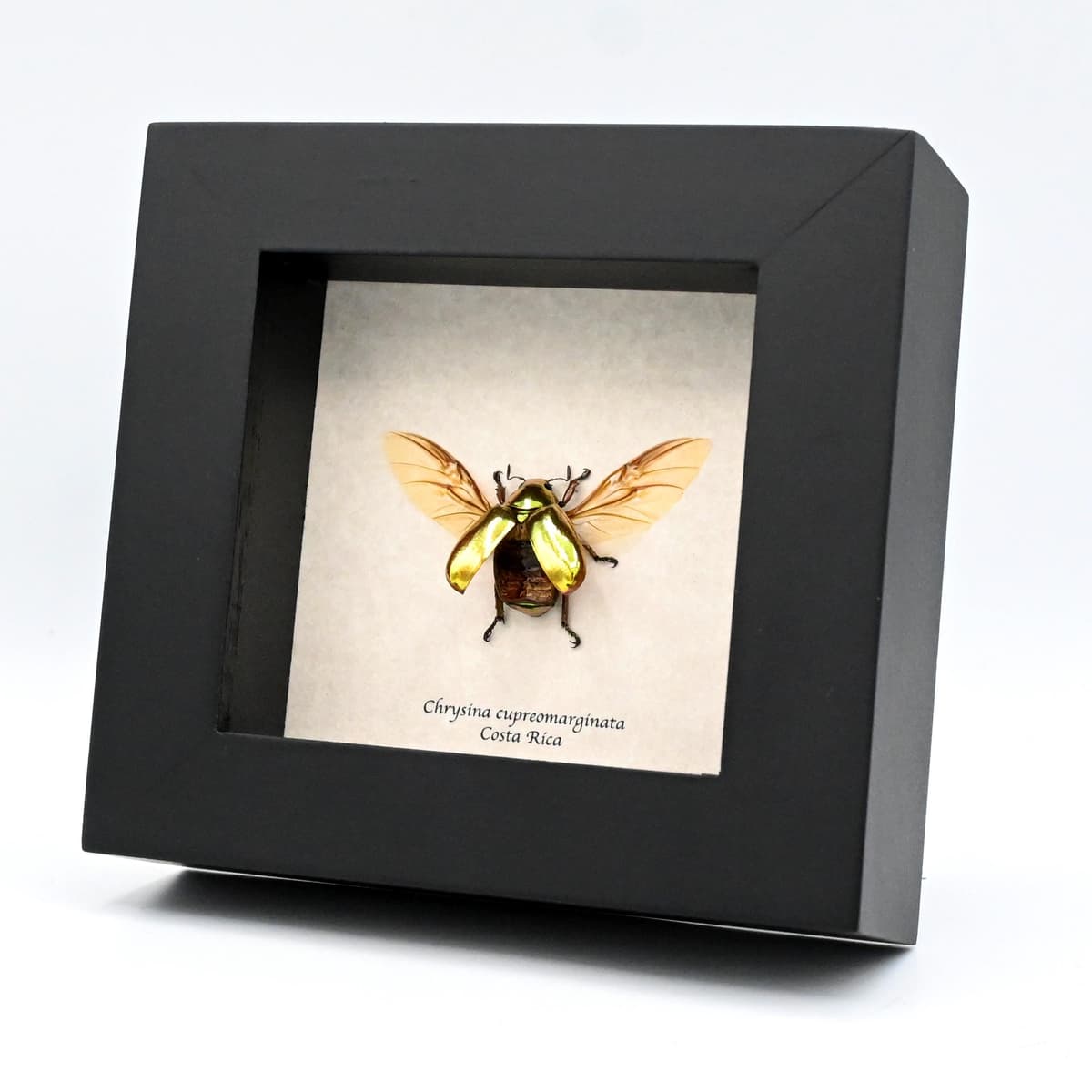 Real gold metallic jewel beetle framed taxidermy - Chrysina cupreomarginata